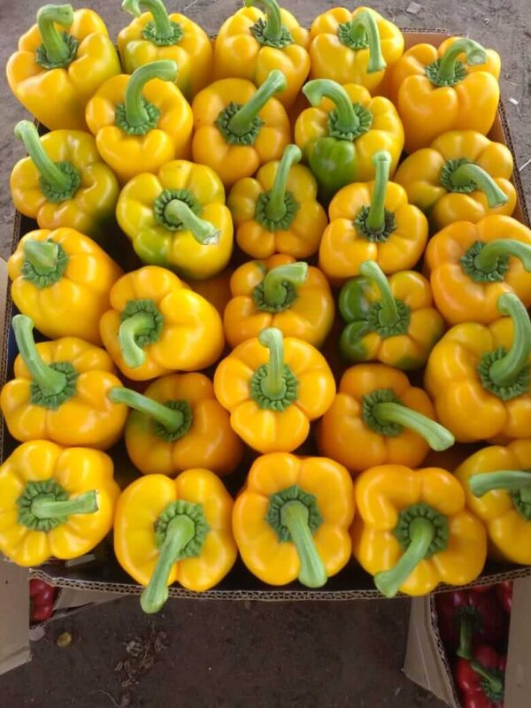 Yellow-Pepper - Image 2