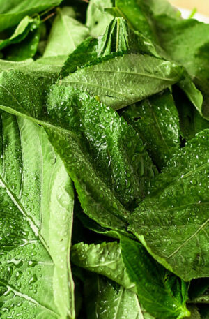 Green Molokhia