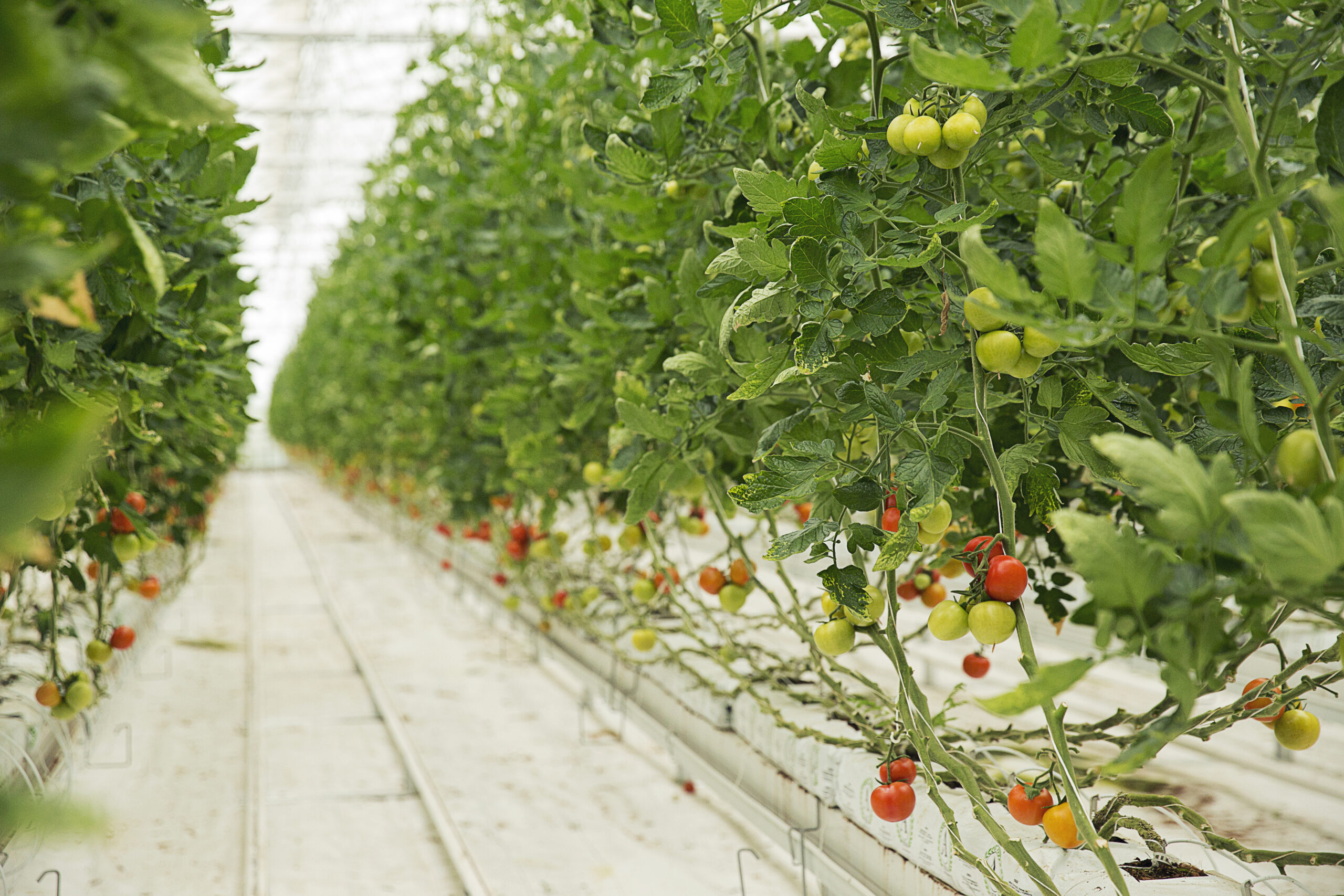 Tomatoes in greenhouse