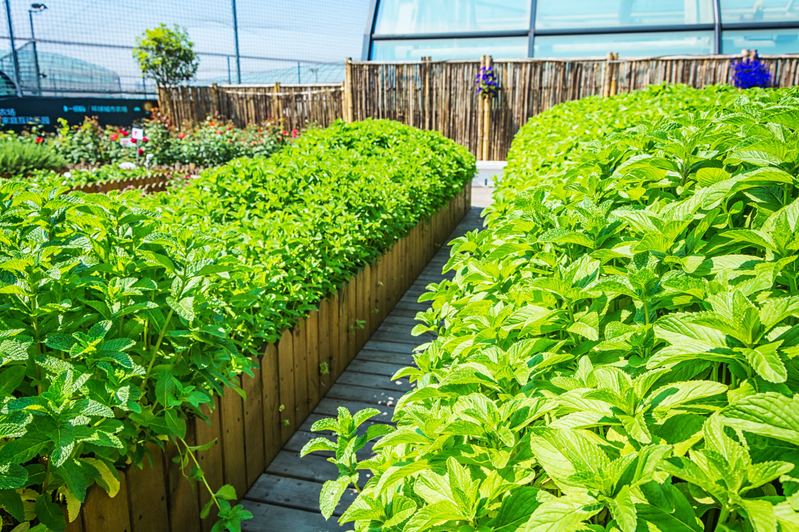 Premium fresh vegetables